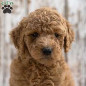 Kylie, Mini Labradoodle Puppy